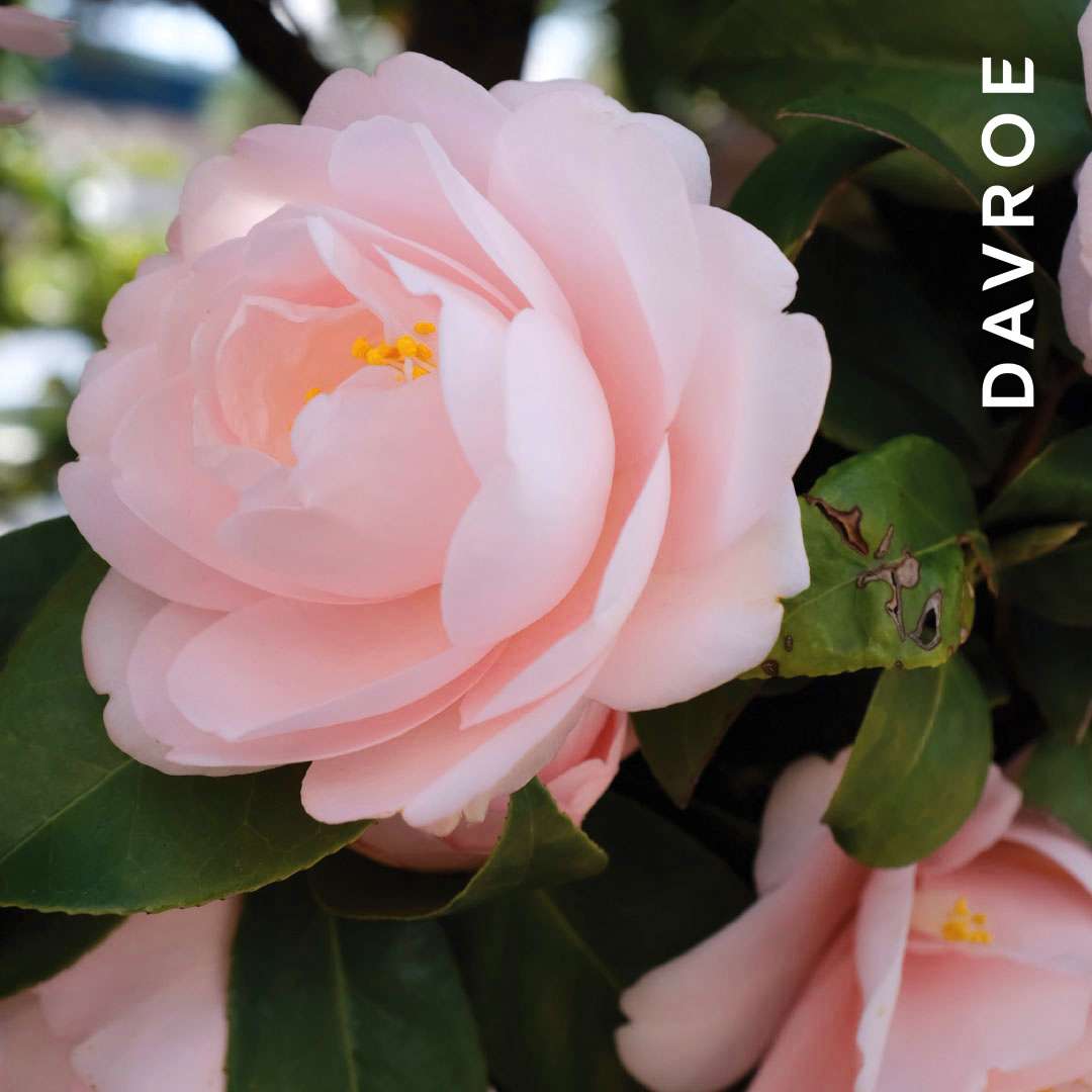 Davroe styling Shine serum - tepamas žvilgesys plaukams
