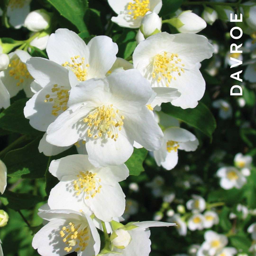 Davroe treatments Tame detangler - lengvam iššukavimui